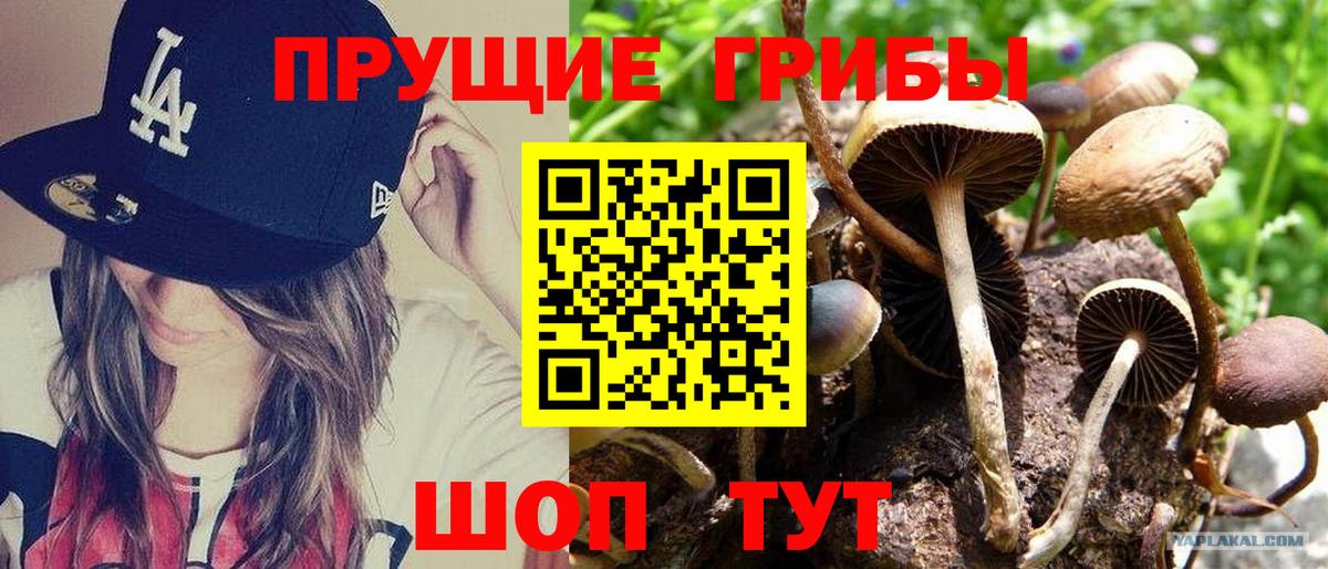 Псилоцибиновые грибы прущие грибы Вязники